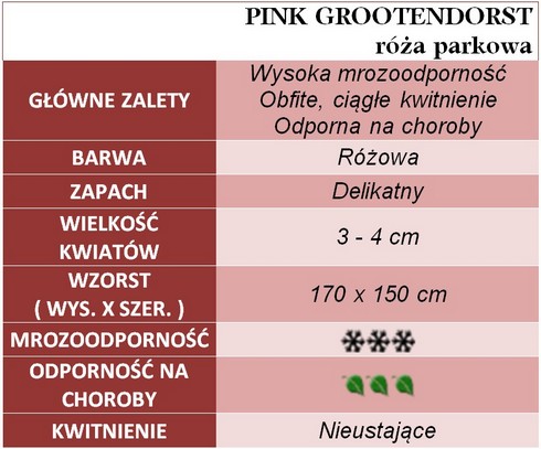 Pink Grootendorst róże parkowe gł. zal